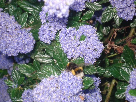 purple bouquet & bee