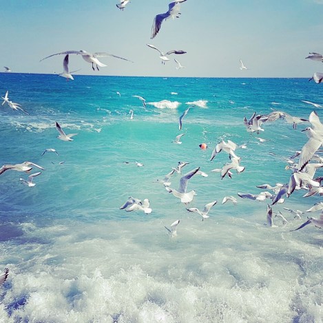 birds at lady's mile